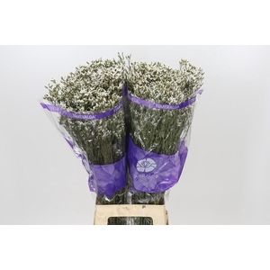 Limonium White Activa