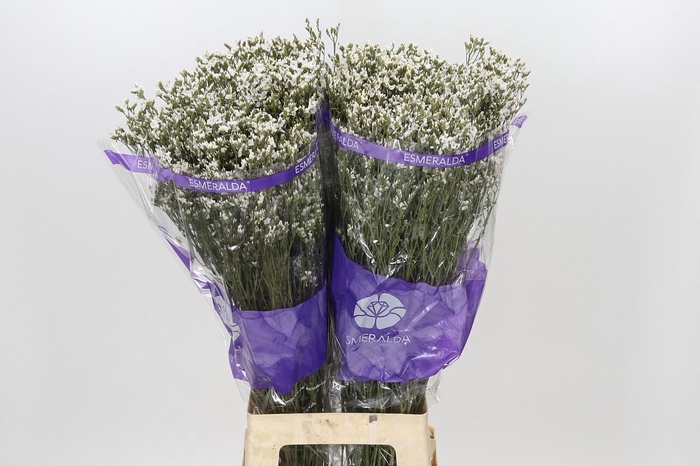 Limonium White Activa