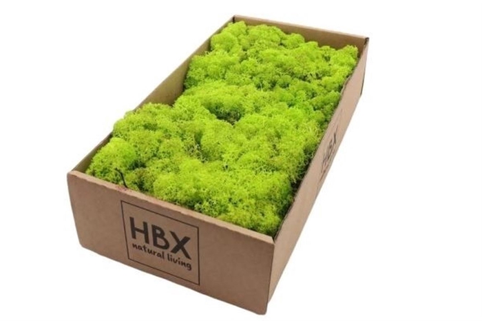 <h4>Deco Moss Reindeer May Green 500g X1</h4>