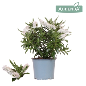 Hebe Addenda Petita white