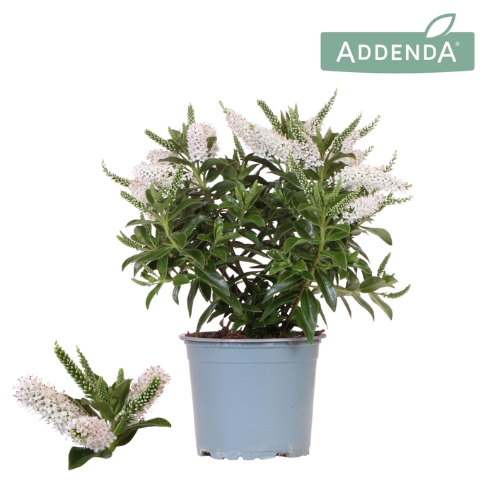 <h4>Hebe Addenda Petita white</h4>