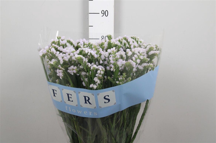 <h4>Lim S Silky Wings</h4>