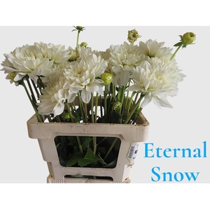DAHL ETERNAL SNOW