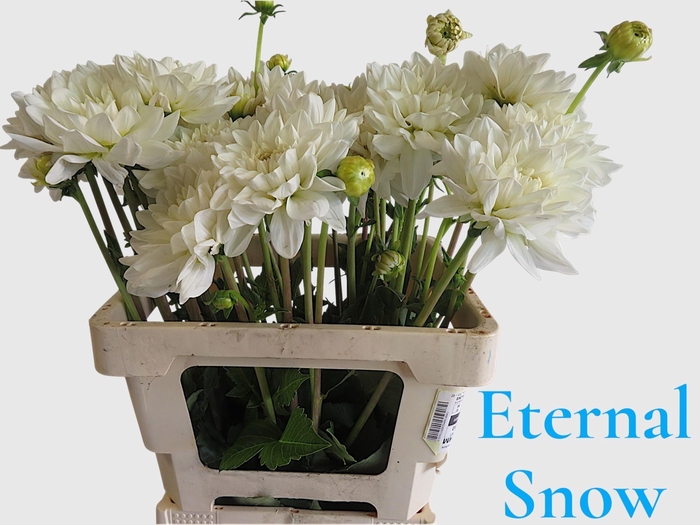 <h4>DAHL ETERNAL SNOW</h4>