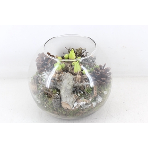 arr4 Hyacint MB - Glas bol XL x2