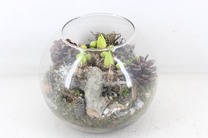 <h4>arr4 Hyacint MB - Glas bol XL x2</h4>