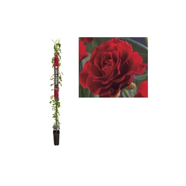 <h4>Rosa 'Paul's Scarlet Climber' +Long & strong label</h4>