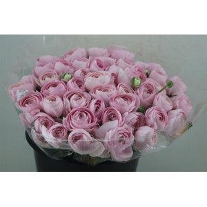 Ran Cloni Ex Lady Hanoi Pink