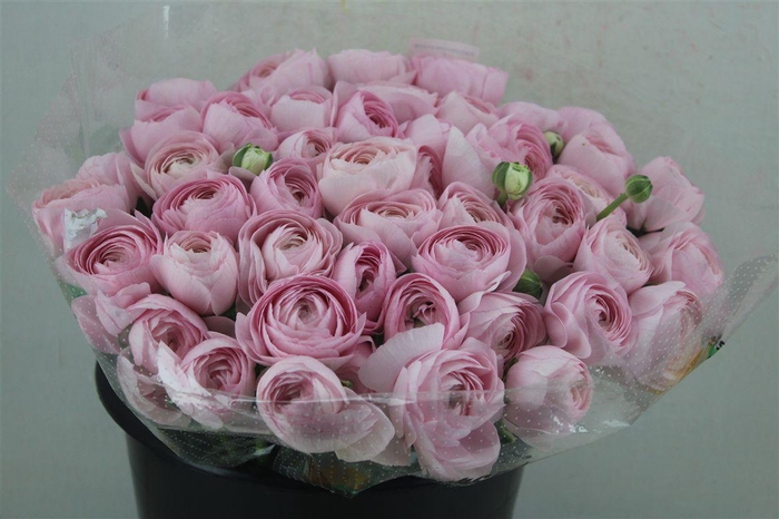 <h4>Ran Cloni Ex Lady Hanoi Pink</h4>