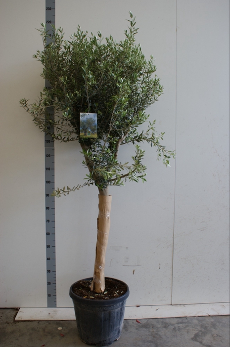 <h4>OLEA EUROPAEA</h4>