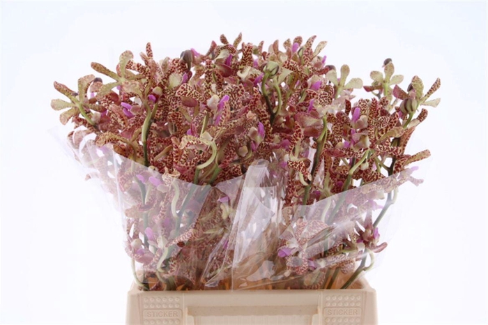 <h4>Mok Pata Brown M</h4>