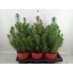Pinus pinea 'Silver Crest'