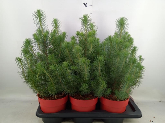 <h4>Pinus pinea 'Silver Crest'</h4>