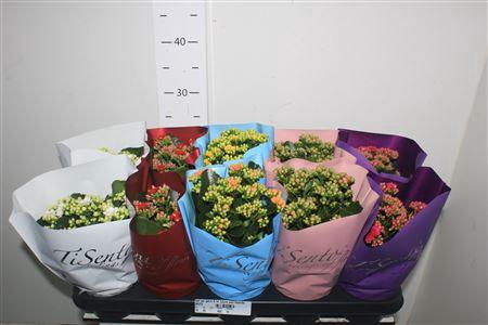 <h4>Kal Ge Gem 6 Kl 12cm Pot Tisento</h4>