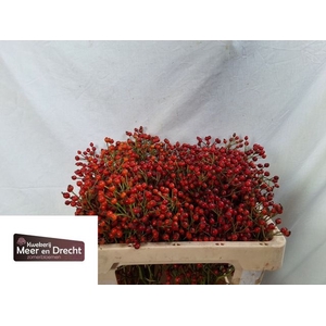 Rosa Mag Orange Cascade Meer en Drecht