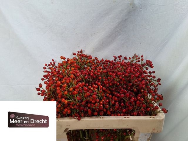 <h4>Rosa Mag Orange Cascade Meer en Drecht</h4>