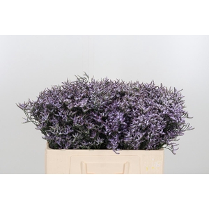 Limon Safora Lilac
