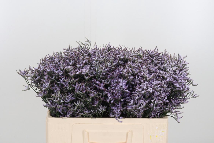 <h4>Limon Safora Lilac</h4>