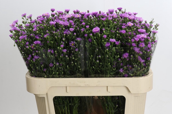 <h4>Aster Casarosa</h4>