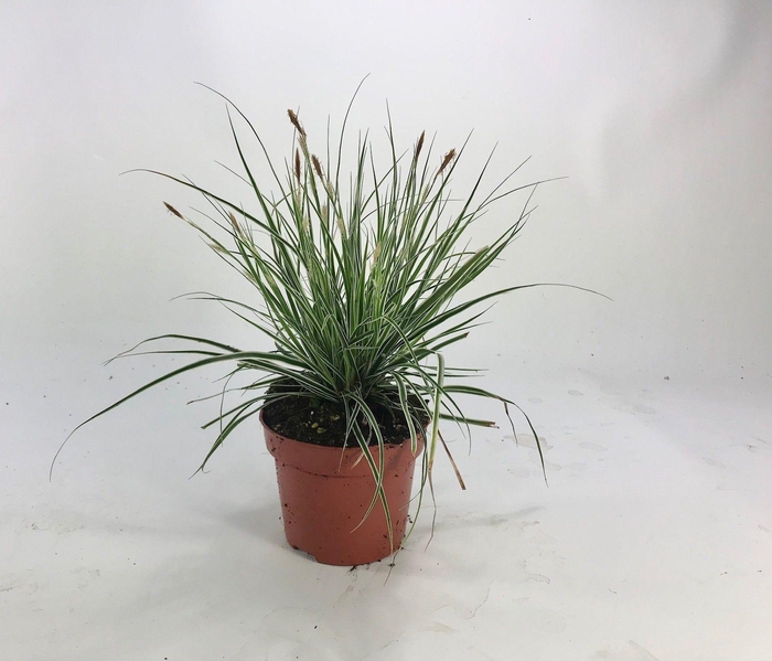 <h4>Carex 'Everest' p12</h4>