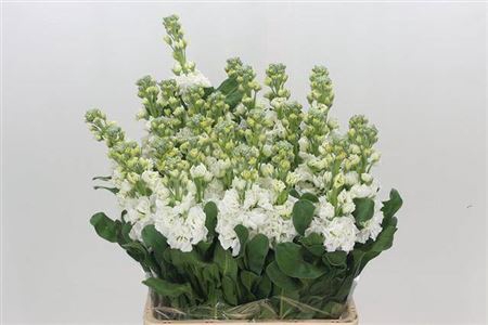 <h4>Matth Iron White</h4>
