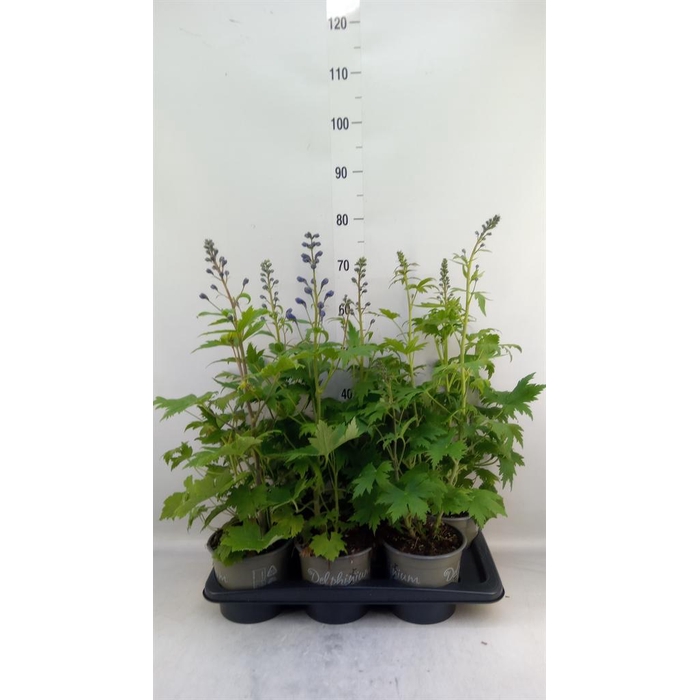 <h4>Delphinium el. 'PacG MagicFountian'</h4>