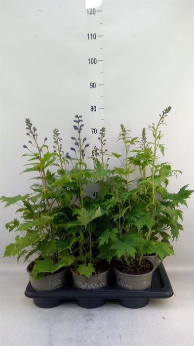 Delphinium el. 'PacG MagicFountian'