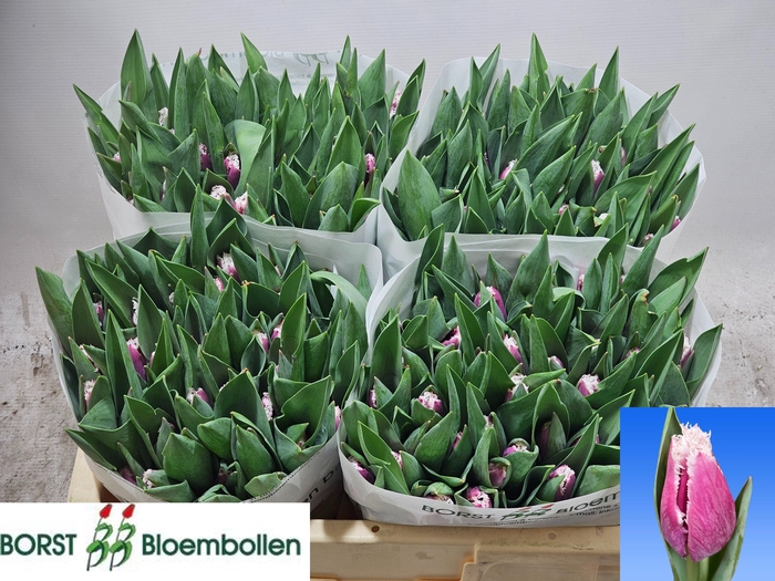 <h4>TU FR SAN STEFANO</h4>