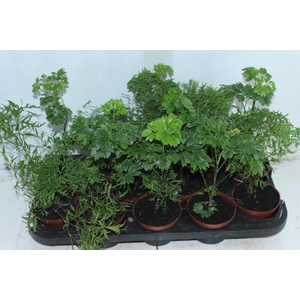 ARVORE DA FELICIDADE P11