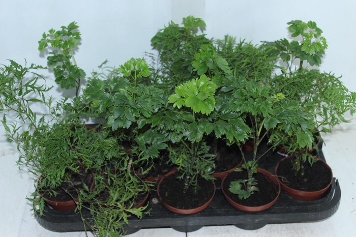 <h4>ARVORE DA FELICIDADE P11</h4>