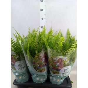 Nephrolepis exal. 'Green Lady'