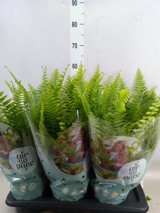 <h4>Nephrolepis exal. 'Green Lady'</h4>