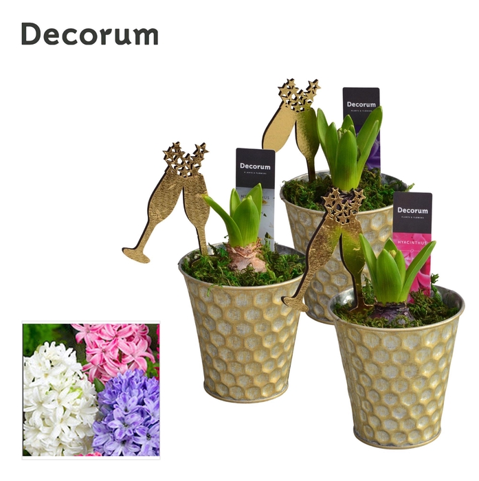 <h4>ARR HYACINTH</h4>