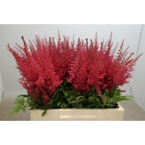 Astilbe Paul Gaarder Rutgrink