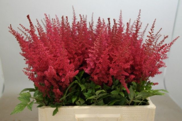 <h4>Astilbe Paul Gaarder Rutgrink</h4>
