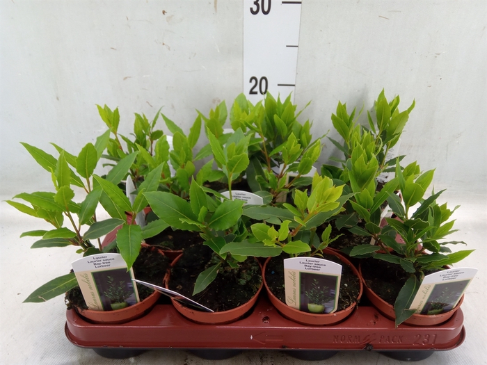 <h4>Laurus nobilis</h4>