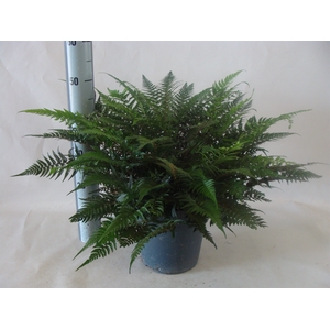Asplenium   ...