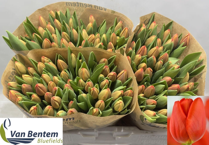 <h4>TU EN CADANS</h4>