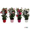 Mandevilla Sundaville Gemengd