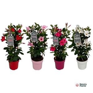 Mandevilla Sundaville mélangé