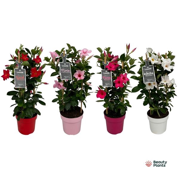 <h4>Mandevilla Sundaville mélangé</h4>