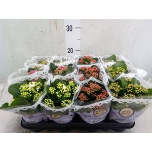 Kalanchoe blos.   ..rosebud mix  5