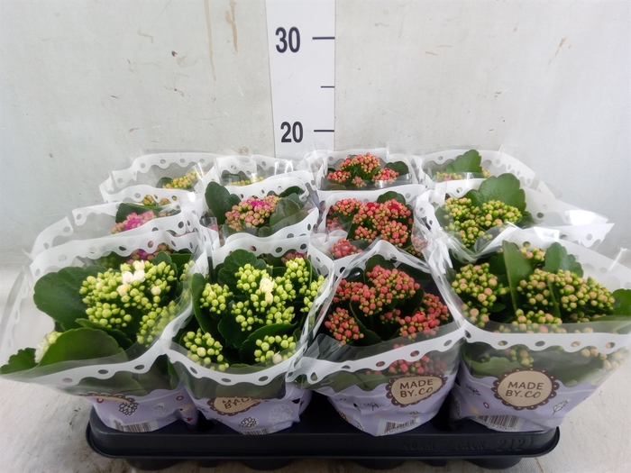 <h4>Kalanchoe blos.   ..rosebud mix  5</h4>