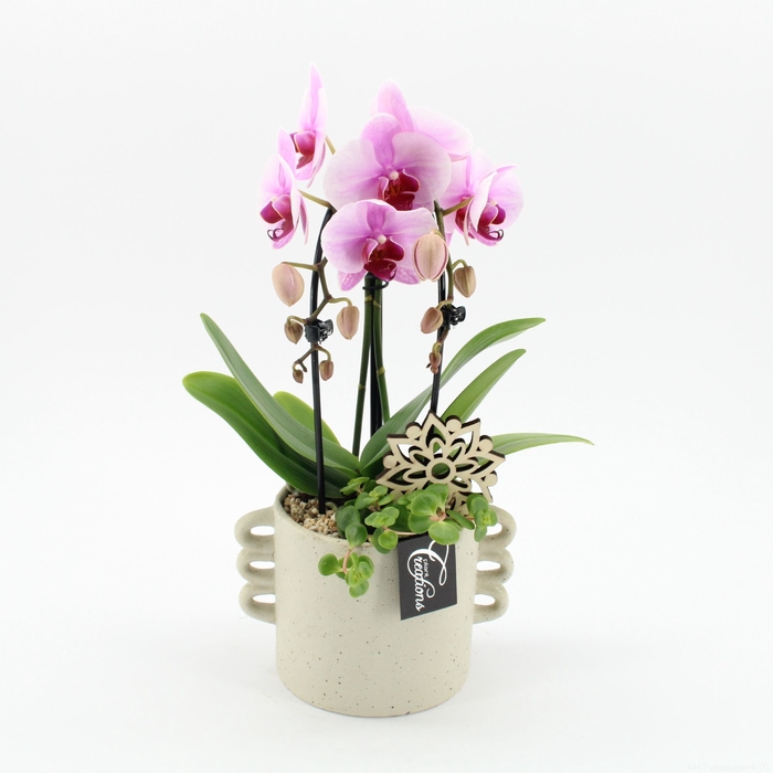<h4>Opm PHAL-2519RZ Phalaenopsis Creatie</h4>