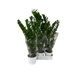 ARR ZAMIOCULCAS