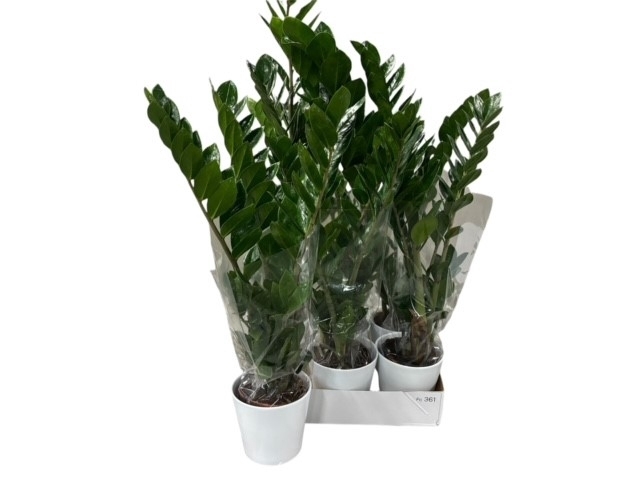 ARR ZAMIOCULCAS