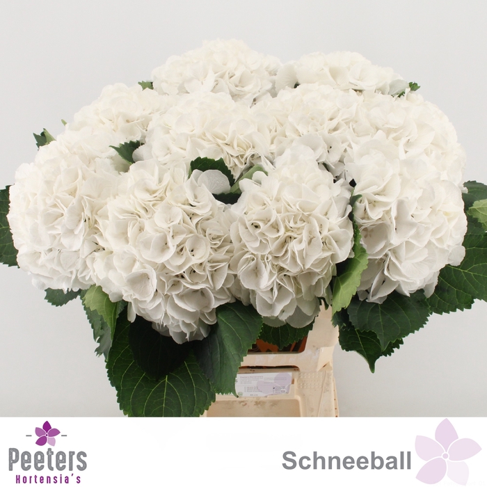 <h4>HYDR M SCHNEEBALL</h4>