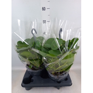 Pilea peperomoides