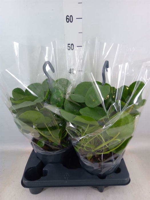 <h4>Pilea peperomoides</h4>