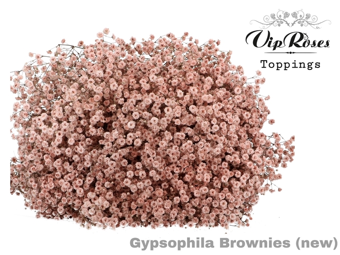 <h4>Gyps Klb Vip Pa Brownies</h4>